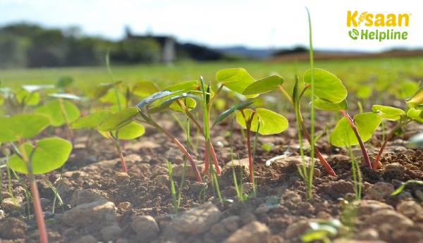 फरवरी माह में बोएं ये 5 फसलें, होगा भरपूर मुनाफा